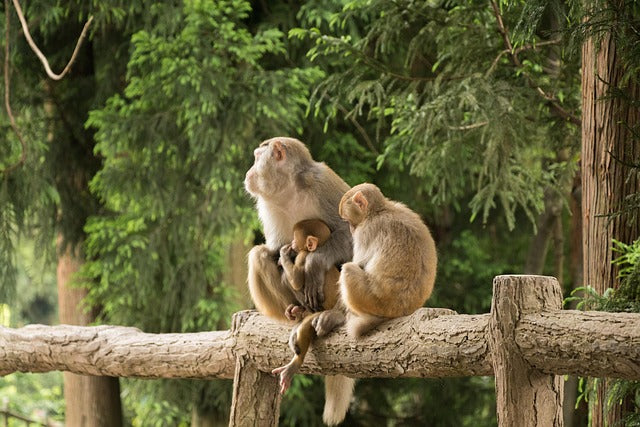 Ode to Mystic Peaks & Ancient Alleys: Hunan Escape