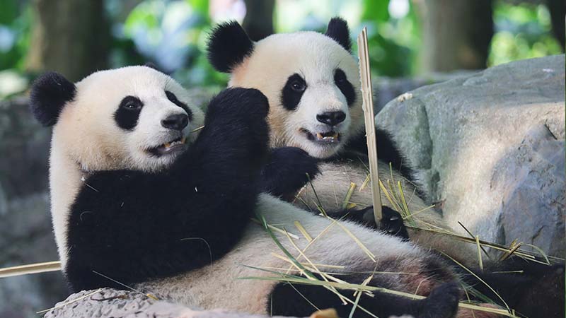 Across Living Legends: From the Great Wall to the Panda